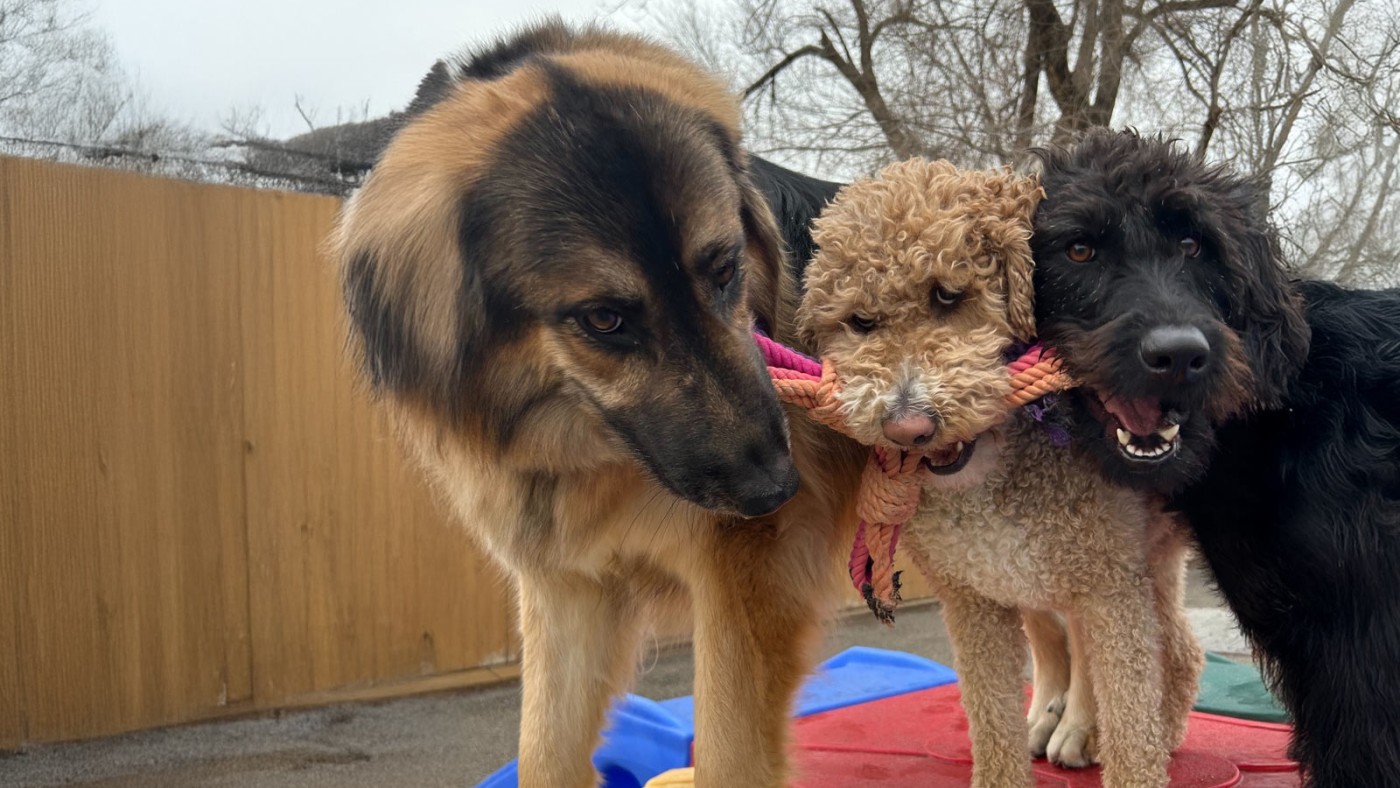 Dogs playing at Aarf House