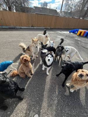 Group of dogs at Aarf House