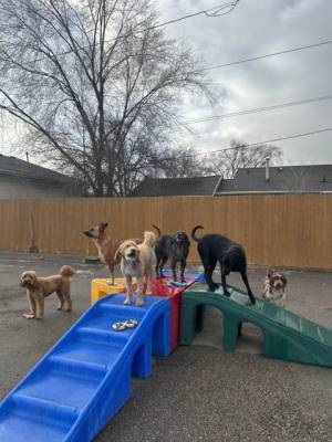 Group of dogs playing at on equipment