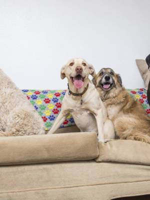 Happy dogs on couch