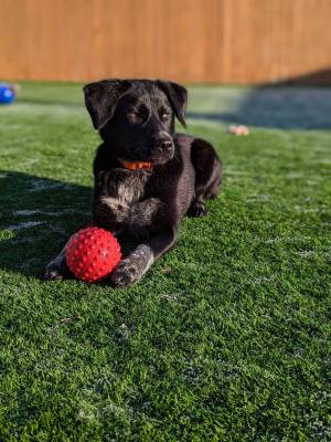 Dog with red ball in grass
